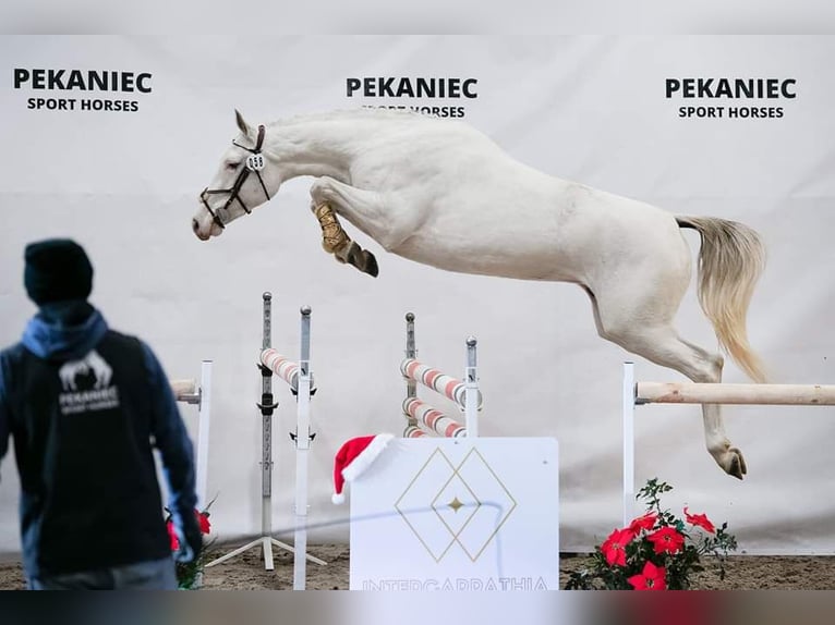 Zangersheide Giumenta Puledri
 (04/2024) 168 cm Bianco in Gronków