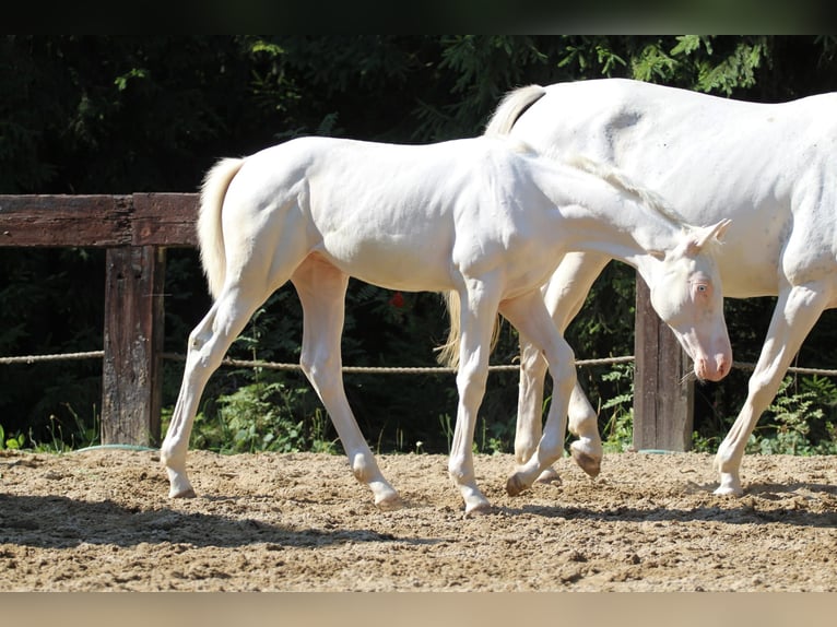 Zangersheide Giumenta Puledri
 (04/2024) 168 cm Bianco in Gronków