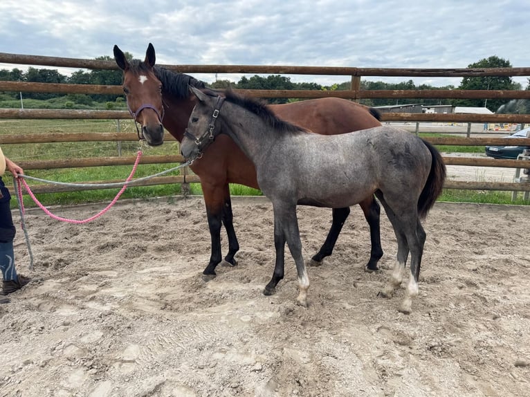 Zangersheide Giumenta Puledri (03/2025) 168 cm Grigio in Hatten