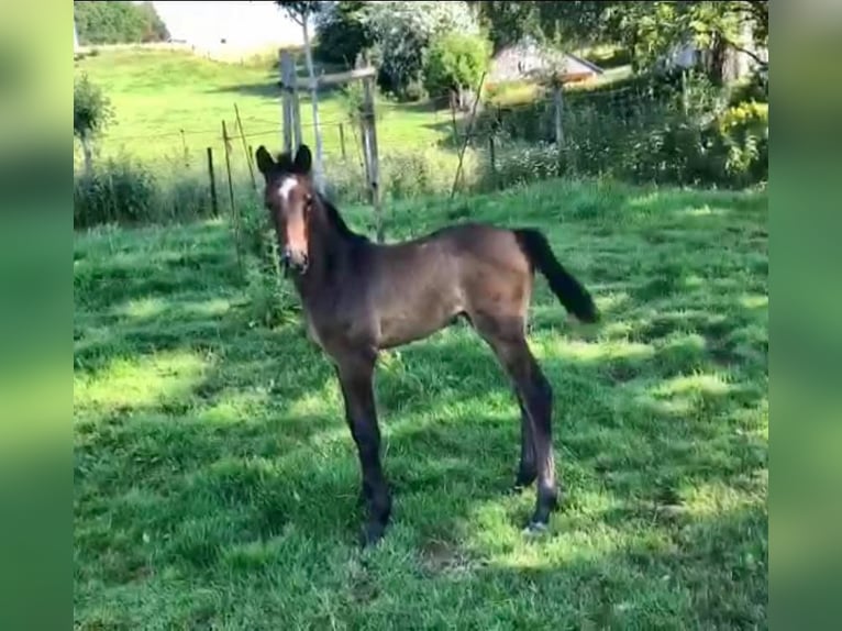 Zangersheide Giumenta Puledri (05/2026) 170 cm Sauro in LIEGE