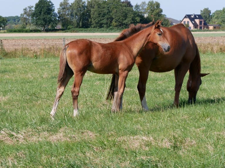 Zangersheide Giumenta Puledri (03/2026) Baio in Elmshorn