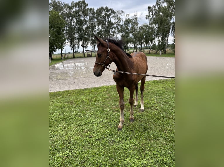 Zangersheide Giumenta Puledri (04/2025) Baio in Erharting