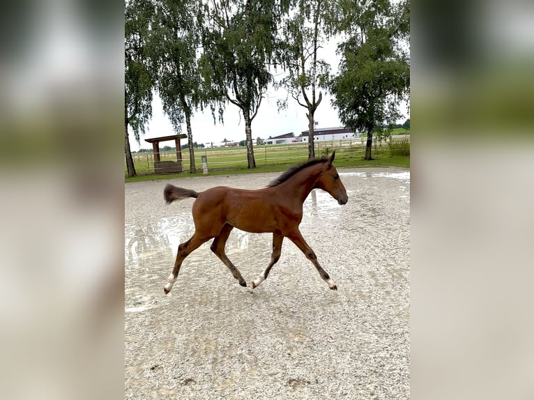 Zangersheide Giumenta Puledri (05/2025) Baio in ErhartingErharting