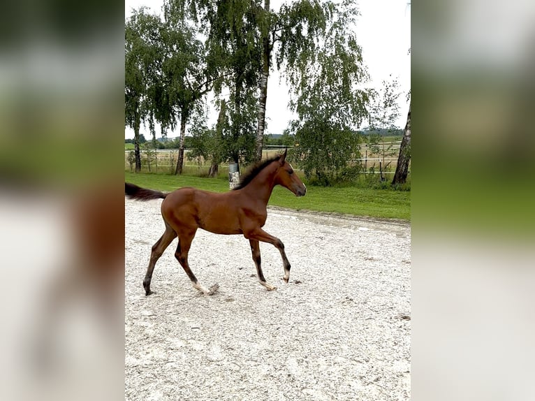 Zangersheide Giumenta Puledri (05/2025) Baio in ErhartingErharting