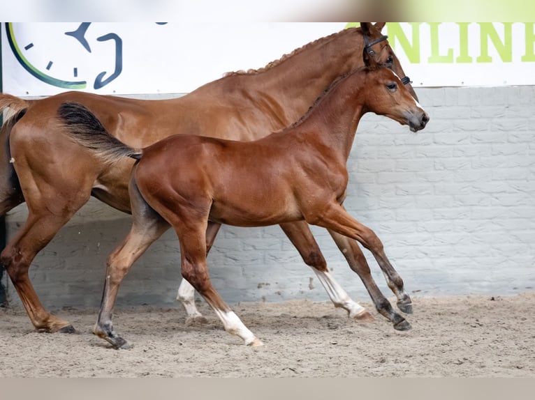 Zangersheide Giumenta Puledri (05/2026) Baio in Heerde