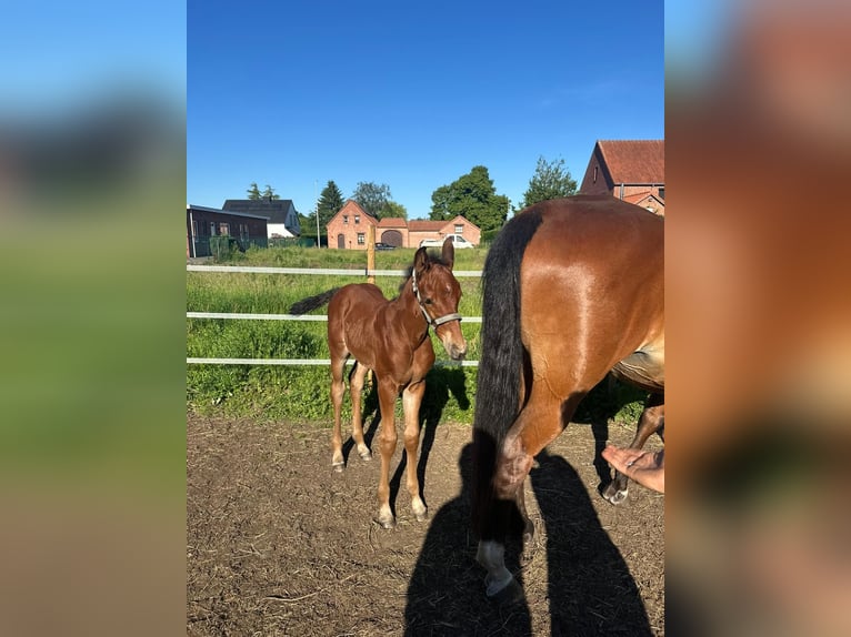 Zangersheide Giumenta Puledri (05/2026) Baio in Heusden-ZolderHeusden zolder