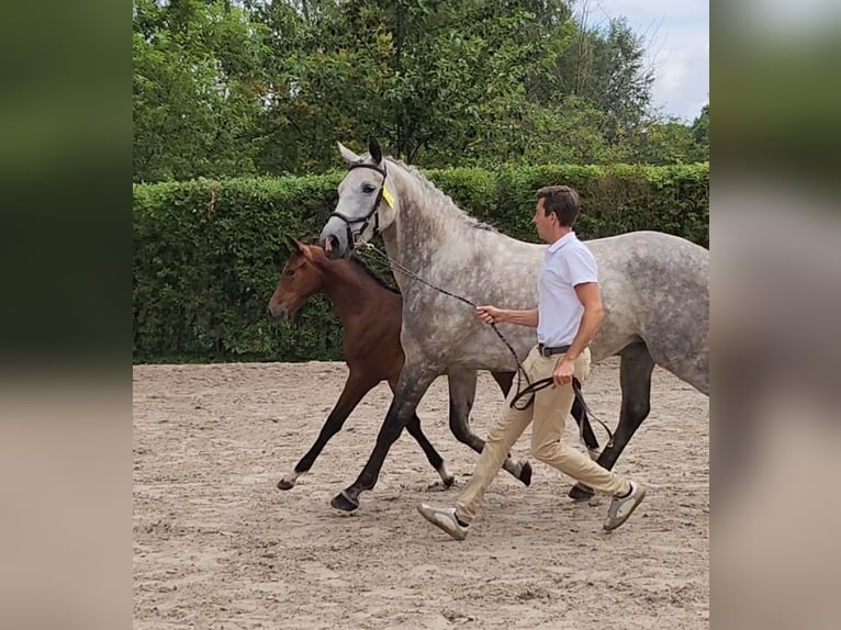 Zangersheide Giumenta Puledri (03/2026) Baio in Ranst