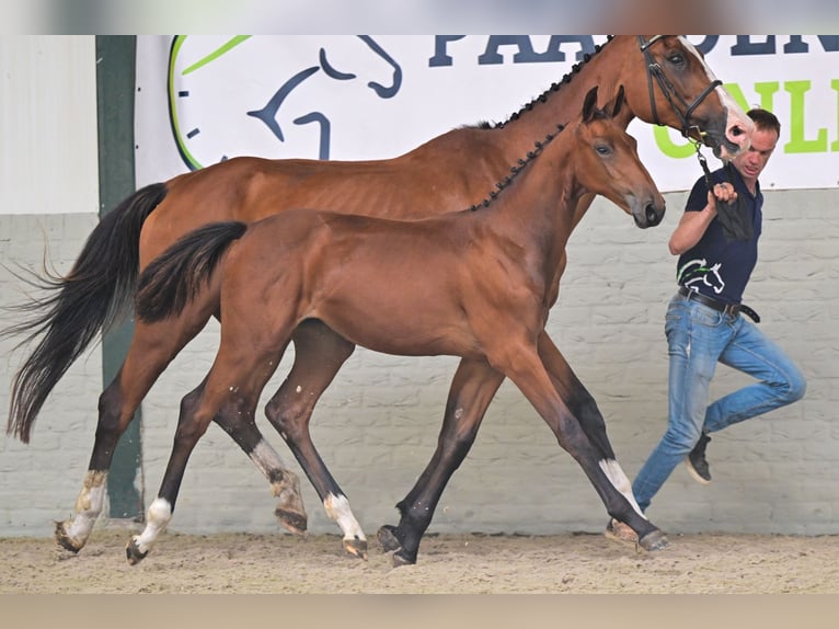 Zangersheide Giumenta Puledri (03/2026) Baio in Waddinxveen