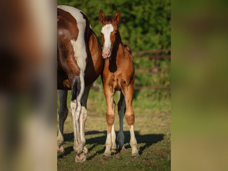 Zangersheide Giumenta  Baio ciliegia in Beerzel