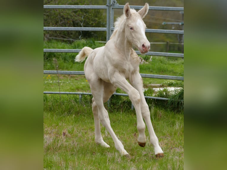 Zangersheide Giumenta  Cremello in MONFLANQUIN