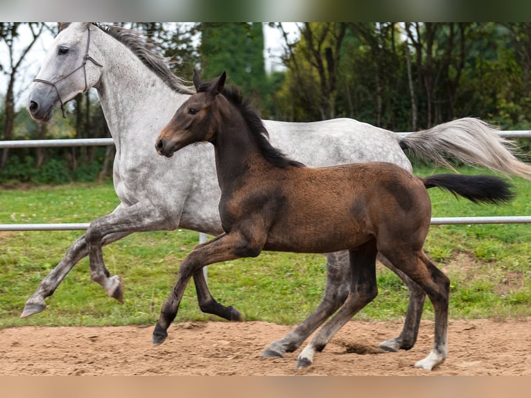 Zangersheide Giumenta Puledri (05/2026) Grigio in Baldone