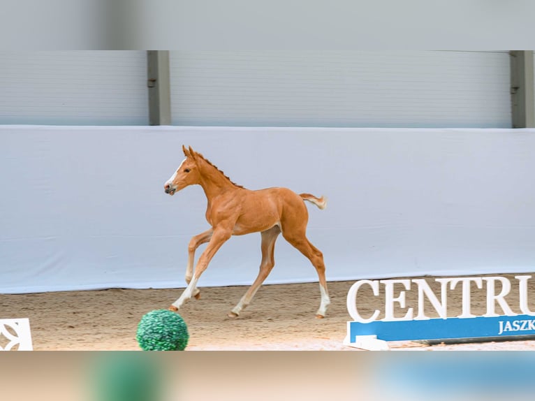 Zangersheide Giumenta Puledri (05/2026) Palomino in Swiekatowo