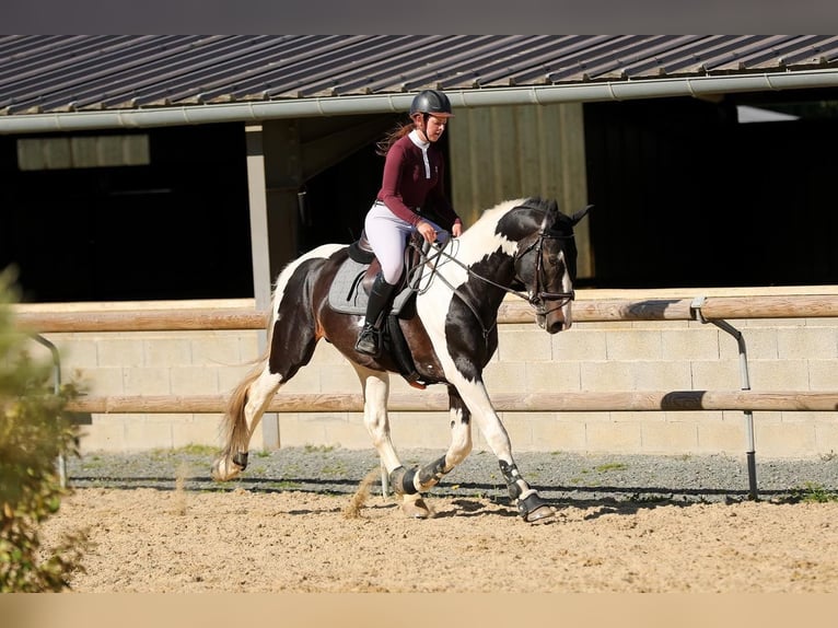 Zangersheide Hengst 10 Jaar 170 cm Tobiano-alle-kleuren in JUILLAC