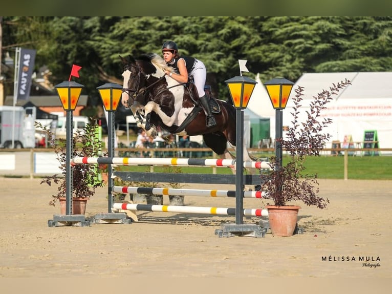 Zangersheide Hengst 10 Jaar 170 cm Tobiano-alle-kleuren in JUILLAC