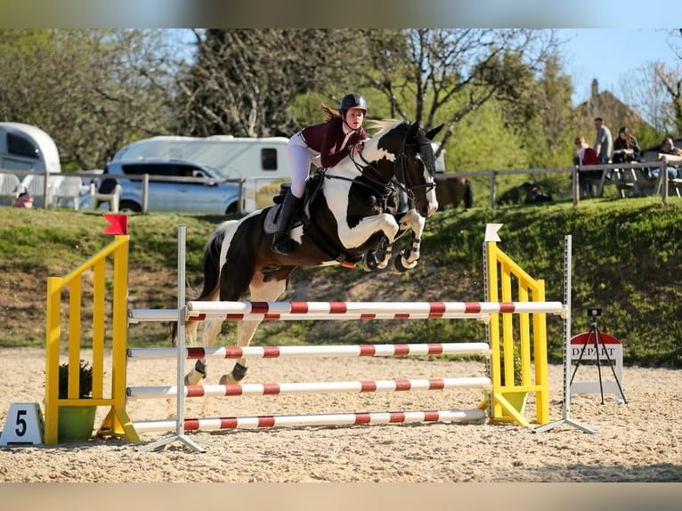 Zangersheide Hengst 10 Jaar 170 cm Tobiano-alle-kleuren in JUILLAC