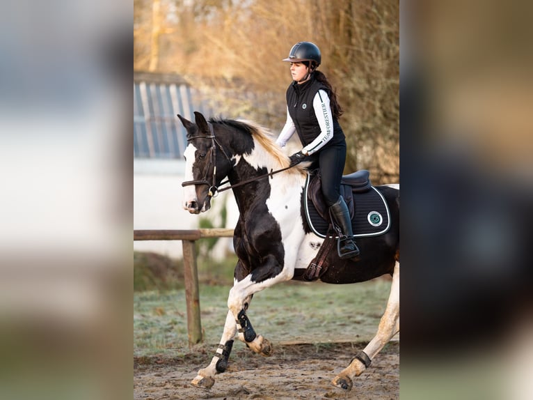 Zangersheide Hengst 10 Jaar 170 cm Tobiano-alle-kleuren in JUILLAC