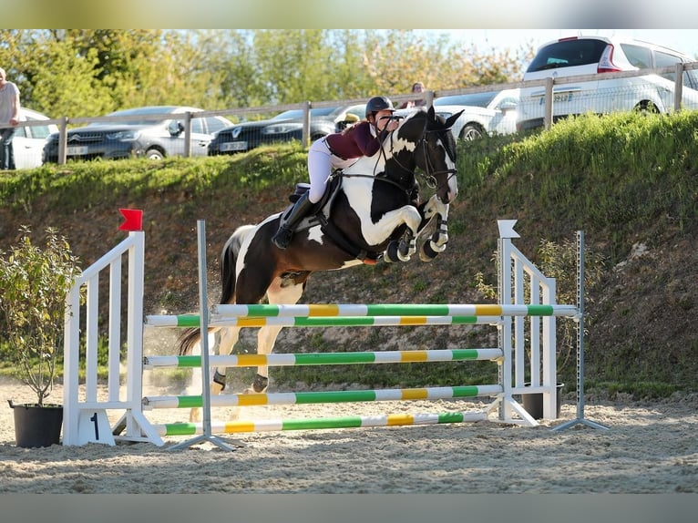 Zangersheide Hengst 10 Jaar 170 cm Tobiano-alle-kleuren in JUILLAC