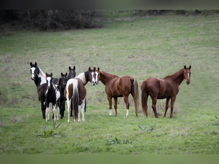 Zangersheide Hengst 10 Jaar 170 cm Tobiano-alle-kleuren in JUILLAC