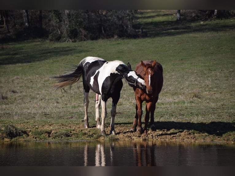 Zangersheide Hengst 10 Jaar 170 cm Tobiano-alle-kleuren in JUILLAC