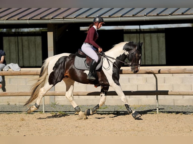 Zangersheide Hengst 10 Jaar 170 cm Tobiano-alle-kleuren in JUILLAC