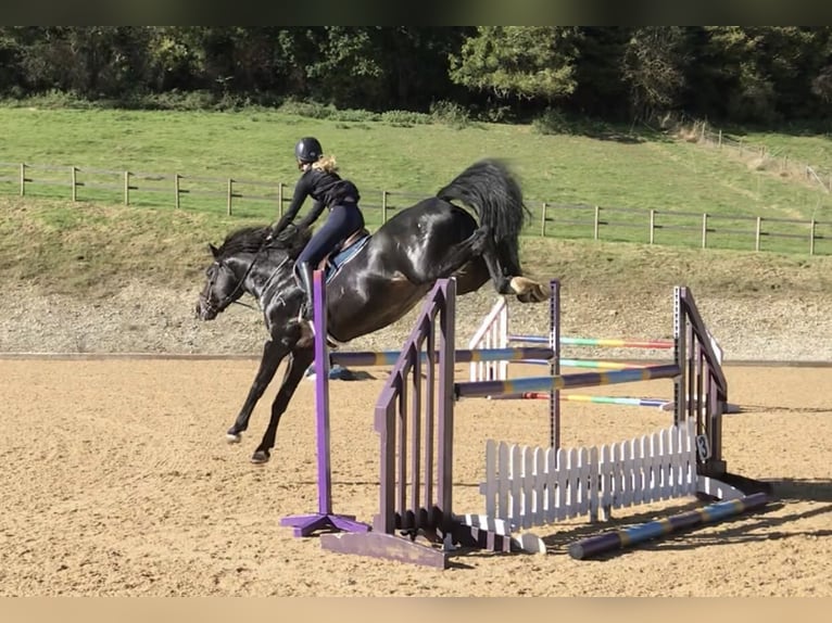 Zangersheide Hengst 11 Jaar 167 cm Zwart in Canterbury