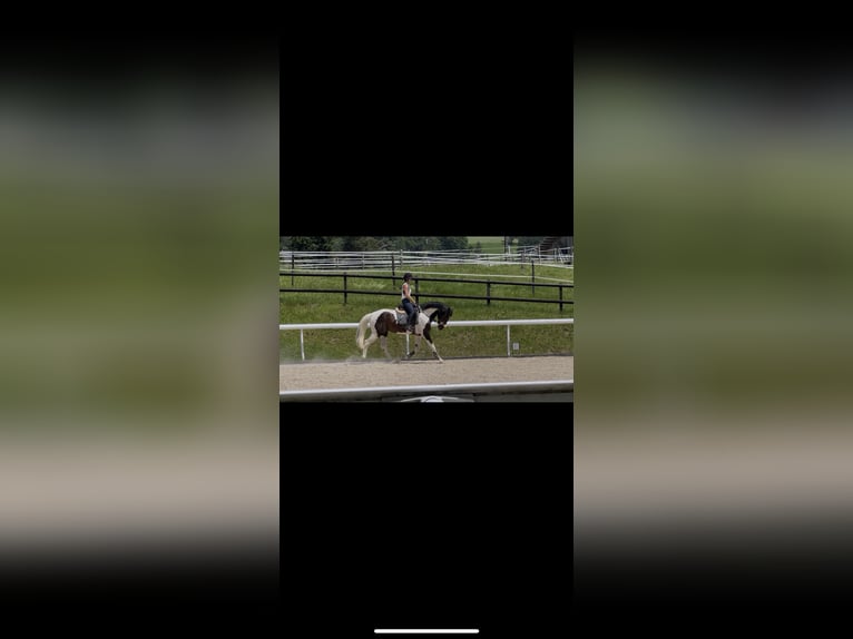 Zangersheide Hengst 12 Jaar 168 cm Gevlekt-paard in Gstaad