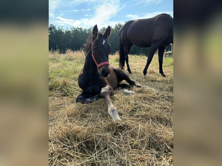 Zangersheide Hengst 1 Jaar 100 cm Schimmel in GROTE-BROGEL