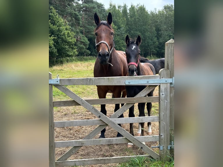 Zangersheide Hengst 1 Jaar 100 cm Schimmel in GROTE-BROGEL