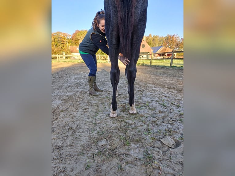 Zangersheide Hengst 1 Jaar 100 cm Schimmel in GROTE-BROGEL