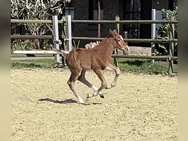 Zangersheide Hengst 1 Jaar 125 cm Vos in Kevelaer