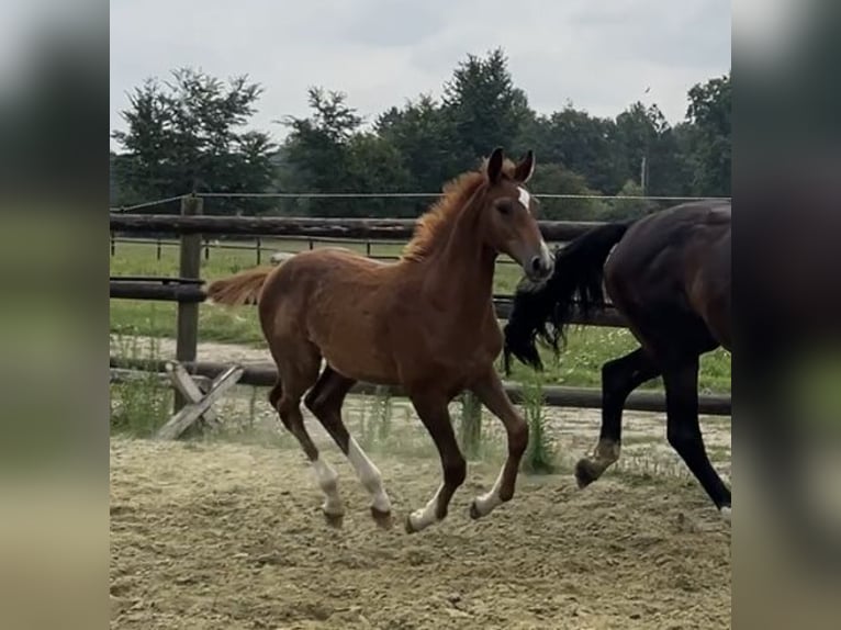 Zangersheide Hengst 1 Jaar 125 cm Vos in Kevelaer