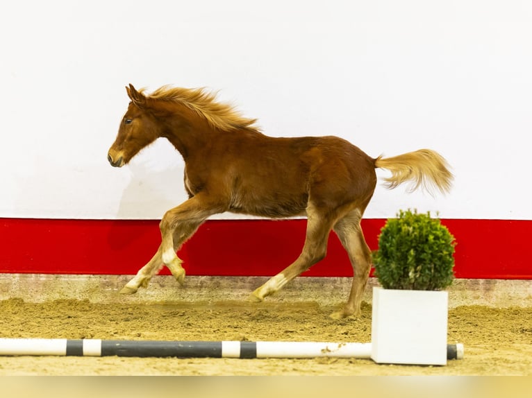 Zangersheide Hengst 1 Jaar 137 cm Vos in Waddinxveen