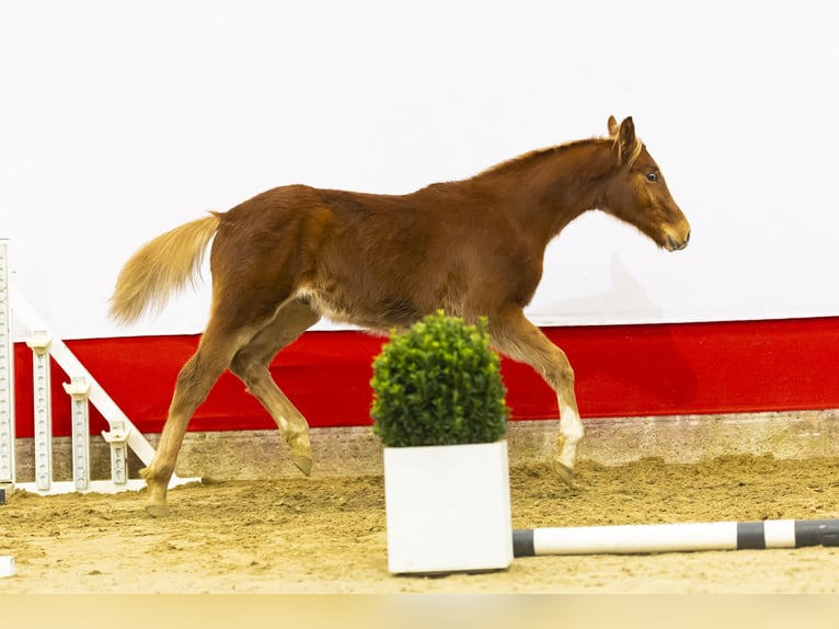 Zangersheide Hengst 1 Jaar 137 cm Vos in Waddinxveen