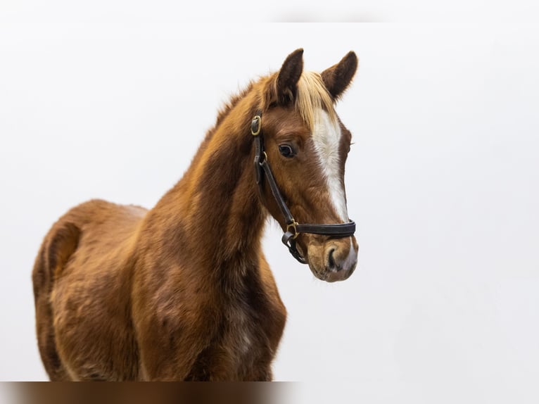 Zangersheide Hengst 1 Jaar 137 cm Vos in Waddinxveen