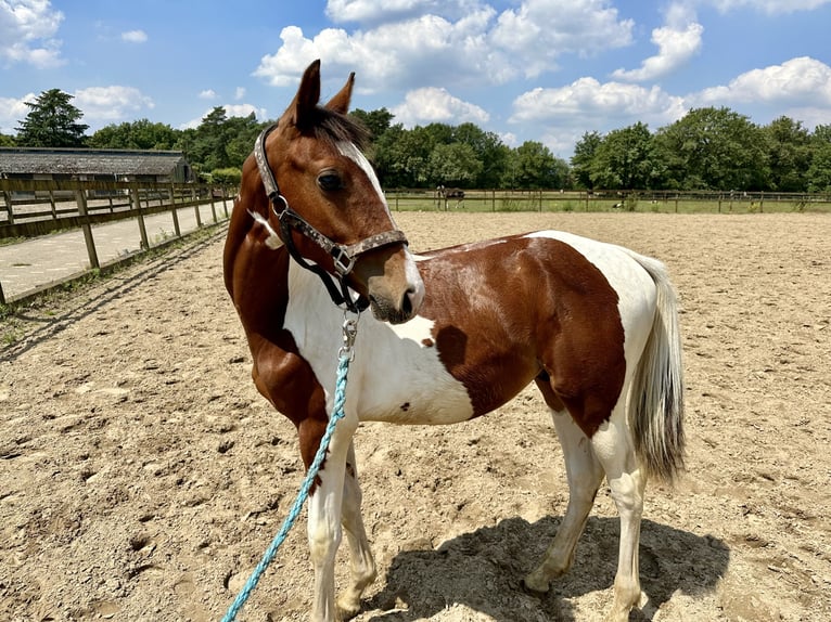 Zangersheide Hengst 1 Jaar 140 cm Tobiano-alle-kleuren in KoerseL