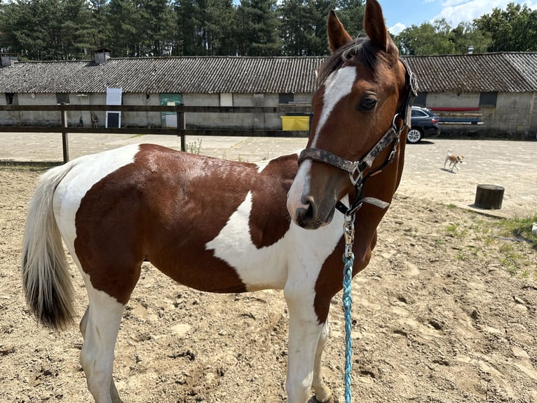 Zangersheide Hengst 1 Jaar 140 cm Tobiano-alle-kleuren in KoerseL