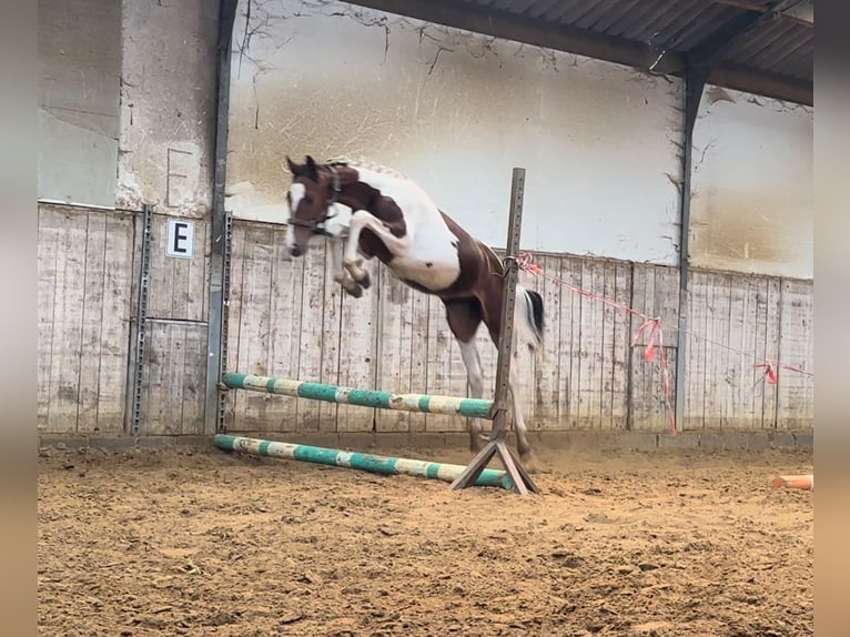 Zangersheide Hengst 1 Jaar 140 cm Tobiano-alle-kleuren in KoerseL