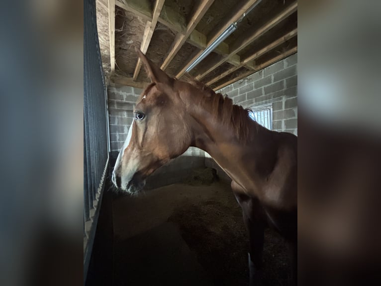 Zangersheide Hengst 1 Jaar 140 cm Vos in Elsenborn