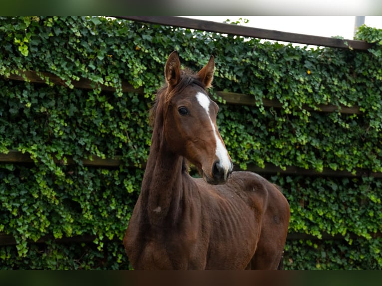Zangersheide Hengst 1 Jaar 145 cm Bruin in Waddinxveen Zangersheide Hengst 1 Jaar 145 cm Bruin in Waddinxveen