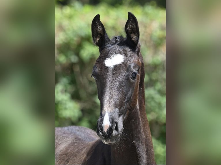 Zangersheide Hengst 1 Jaar 150 cm Donkerbruin in Hepscheid