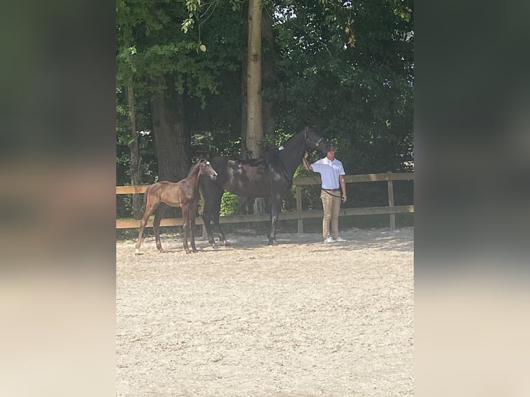 Zangersheide Hengst 1 Jaar 150 cm Donkerbruin in Hepscheid