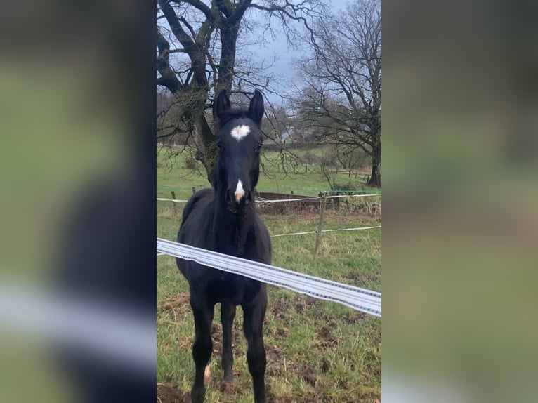 Zangersheide Hengst 1 Jaar 150 cm Donkerbruin in Hepscheid