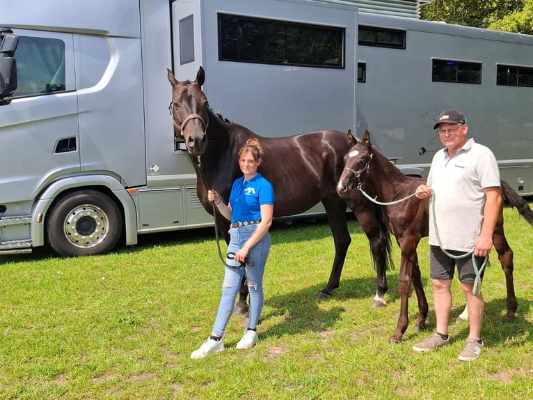 Zangersheide Hengst 1 Jaar 150 cm Donkerbruin in Hepscheid