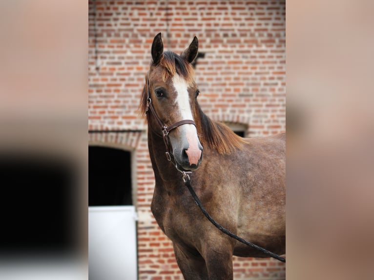 Zangersheide Hengst 1 Jaar 150 cm Schimmel in Vaulx-Vraucourt