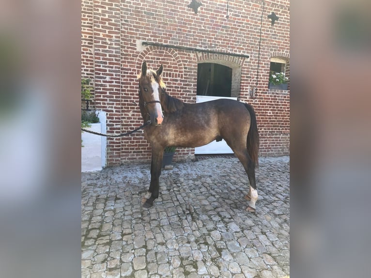 Zangersheide Hengst 1 Jaar 150 cm Schimmel in Vaulx-Vraucourt