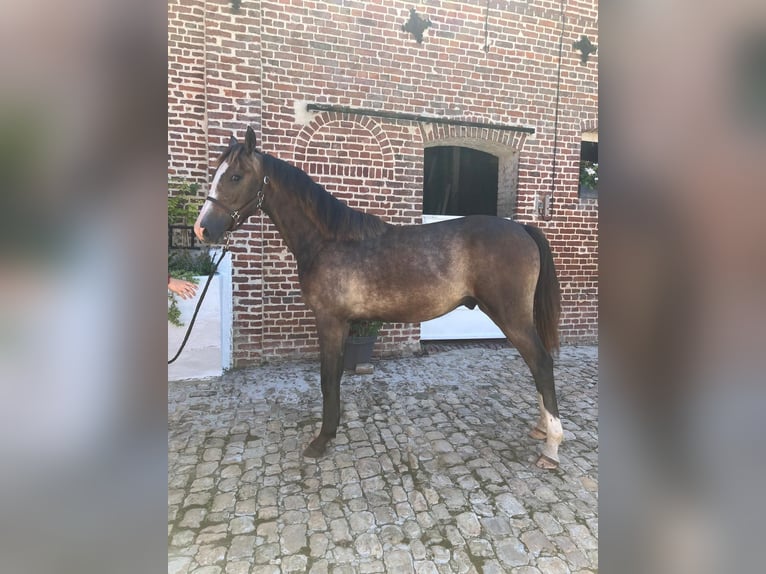 Zangersheide Hengst 1 Jaar 150 cm Schimmel in Vaulx-Vraucourt