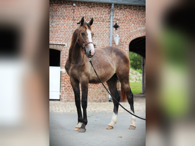 Zangersheide Hengst 1 Jaar 150 cm Schimmel in Vaulx-Vraucourt