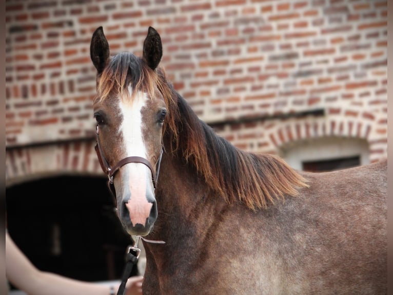 Zangersheide Hengst 1 Jaar 150 cm Schimmel in Vaulx-Vraucourt