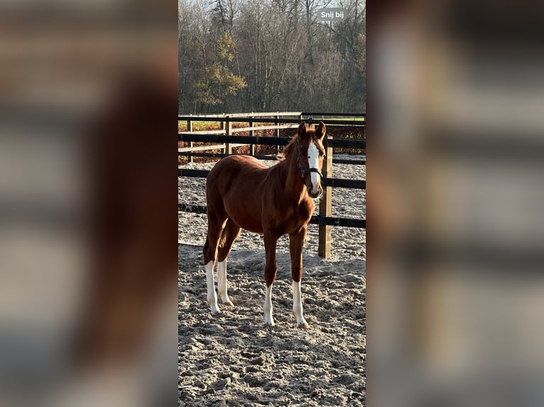 Zangersheide Hengst 1 Jaar 155 cm Vos in Nuenen