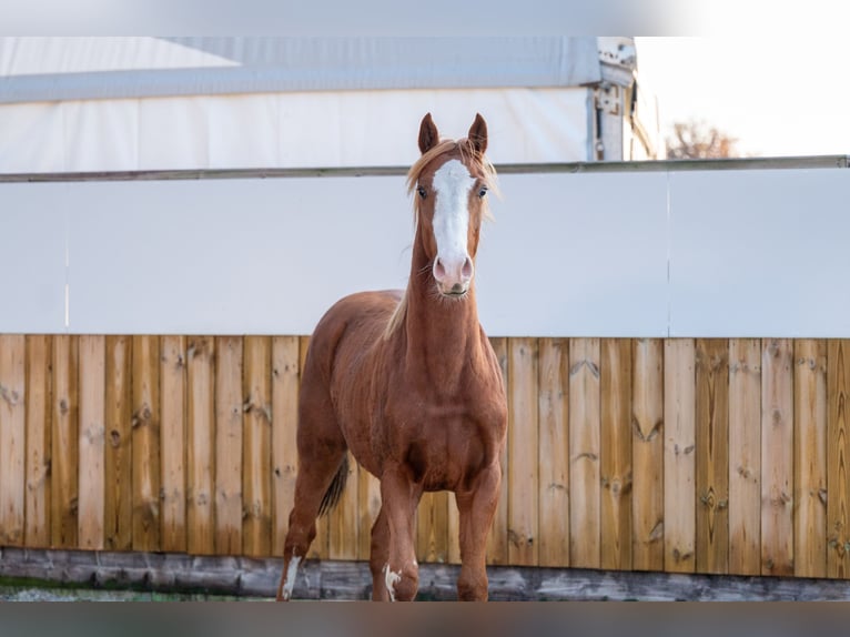 Zangersheide Hengst 1 Jaar 156 cm Vos in GROTE-BROGEL